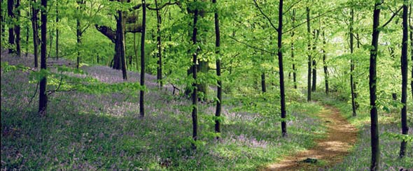 forest