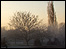 Trees in winter