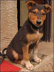 dog.jpg