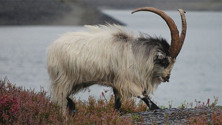 kashmir_goat.jpg