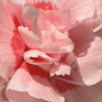 Dianthus 'Doris'