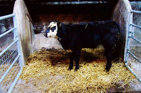 Jiggy in his pen