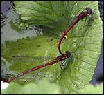 Insects