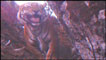 'Land of the Lost Tigers', BBC ONE