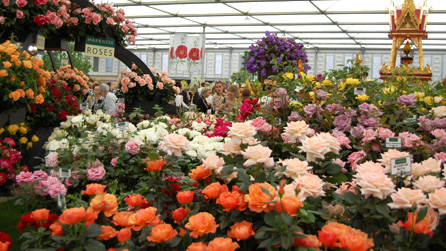 rose display