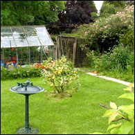 Jo's allotment