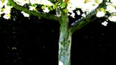 Blossom Tree...
