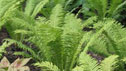 Matteuccia struthiopteris