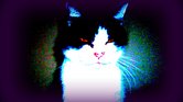 Wolf-cat