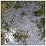 Natterjack habitat