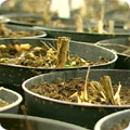 Nursery plants