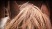 Day 4 - Portrait of a horse in a stable