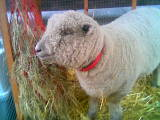 sheep.bmp