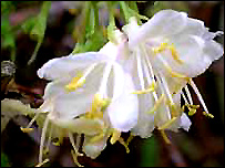 Lonicera Purpusii