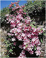 Clematis.