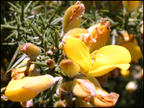 Yellow flowers
