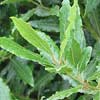 Laurus nobilis