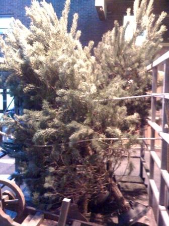 trees.JPG