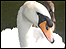 A swan