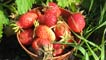 Strawberries