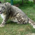 A snow leopard looks at us menacingly