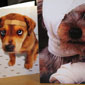 Poorly pooch...