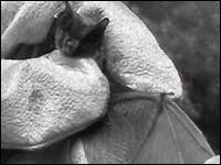 Barbastelle bat 