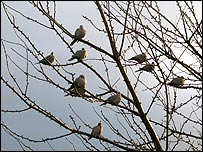 10birds.jpg