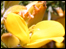 Yellow flowers