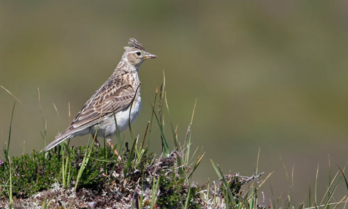 skylark.jpg