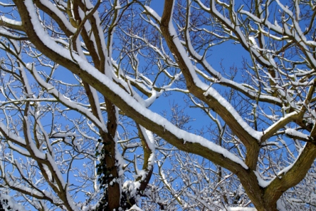 snowscene.jpg