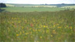 fields full of wild flowers.