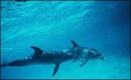 Dolphins