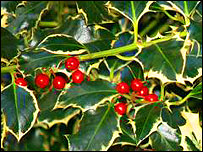tenberries.jpg