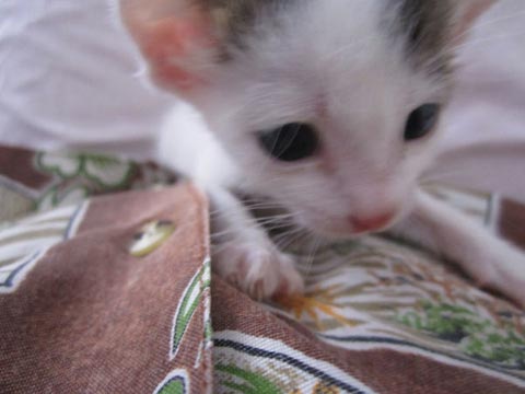 Kitten