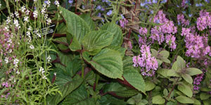 perilla_frustescens.jpg