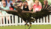 Moray the white-tailed sea eagle
