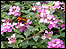Flowers at Coleton Fishacre
