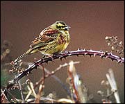 Cirl bunting
