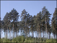 Trees