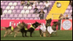 Cães jogam futebol