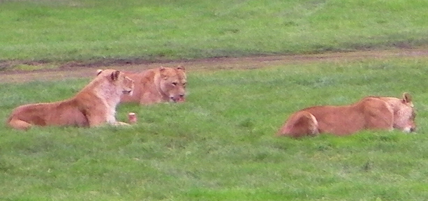 Lions