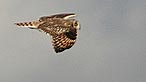 Tawny owl. Photo: Keith O'Brien