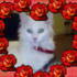 Amy's cat Suga