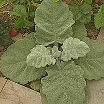 Salvia argentea