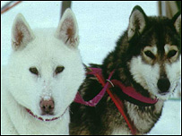 Psi husky