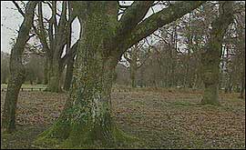 New Forest