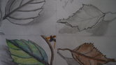 Leaves