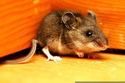 Little Mouse