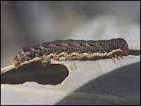 Cabbage caterpillar